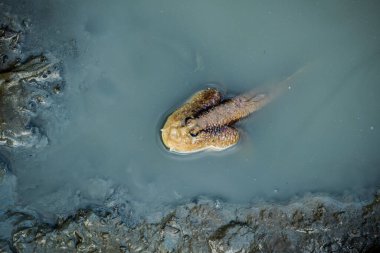 karada ve denizde çamur atlayan balıklar