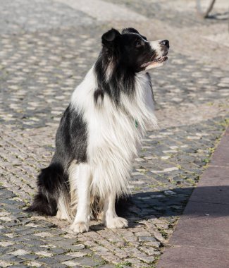 Sokak Köpeği, sevimli hayvan ve evcil hayvan