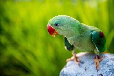 Şirin papağanın yakın plan fotoğrafı.