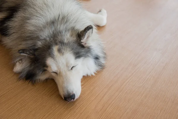 Siberische Husky Slaperige Hond Heerlijk Huisdier — Stockfoto