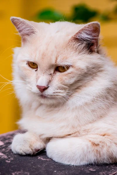 stock image Cat Persian, lovely animal and pet in the garden