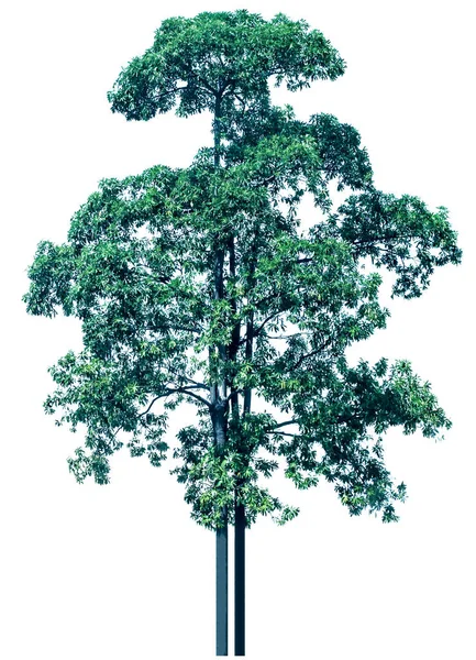 배경에 고립되어 나무를 — 스톡 사진