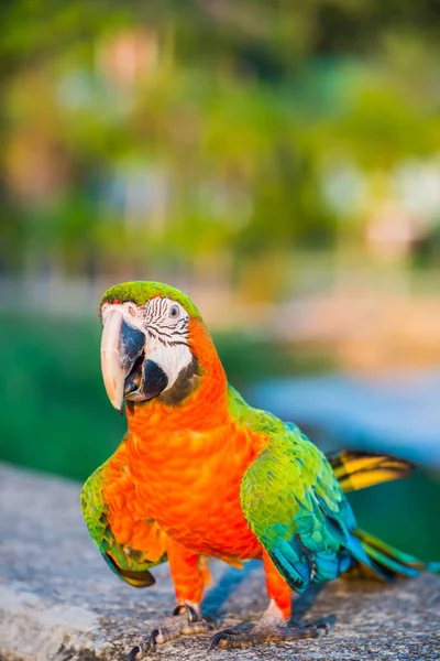 Primer Plano Lindo Loro Encantador — Foto de Stock