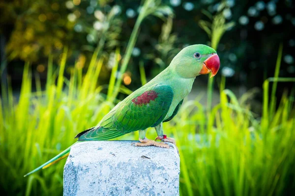 Close Shot Van Schattige Mooie Papegaai — Stockfoto