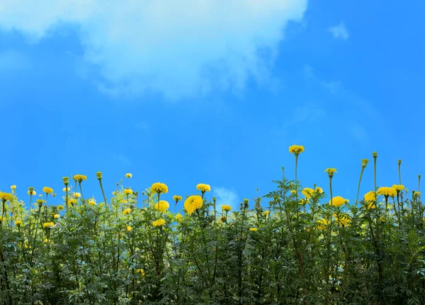 Primer Plano Hermosas Flores Flor Campo — Foto de Stock