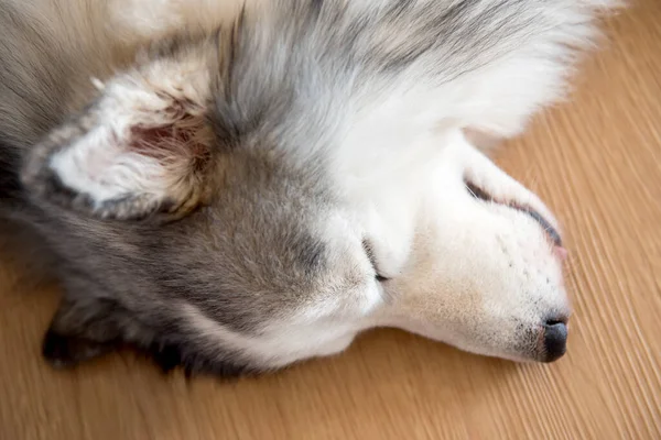 Husky Siberiano Cão Sonolento Adorável Animal Estimação — Fotografia de Stock