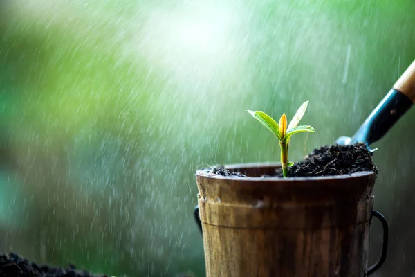 Kleine Plant Groeit Tuin Een Nieuwe Start Van Dag Bespaar — Stockfoto