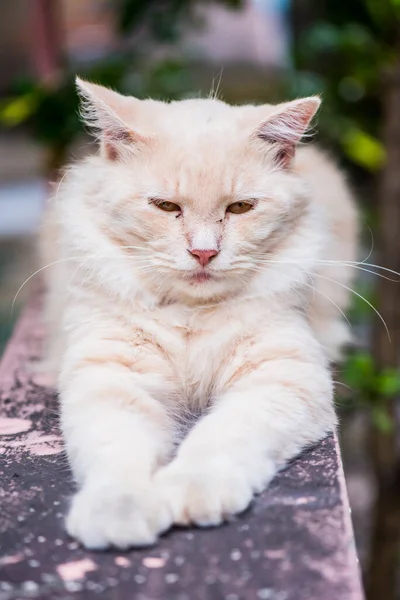 Kot Perski Piękny Zwierząt Zwierząt Domowych Ogrodzie — Zdjęcie stockowe