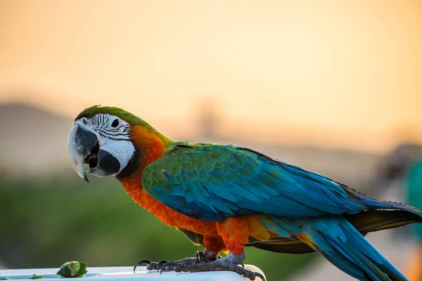 Primo Piano Colpo Carino Bello Pappagallo — Foto Stock