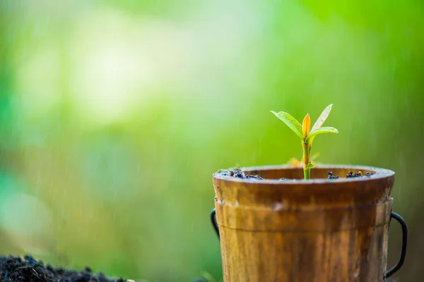 Kleine Plant Groeit Tuin Een Nieuwe Start Van Dag Bespaar — Stockfoto