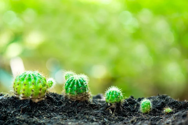 Kleine Plant Groeit Tuin Een Nieuwe Start Van Dag Bespaar — Stockfoto