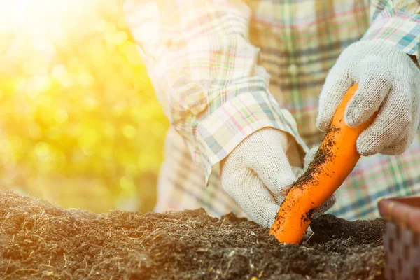 Jatuh Panen Cornucopia Musim Gugur Dengan Sayur Sayuran Petani Mengambil — Stok Foto