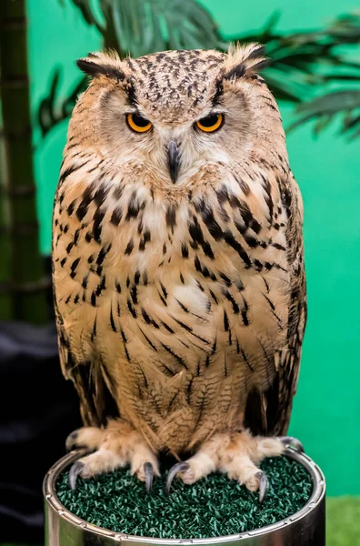 owl, night bird in the forest