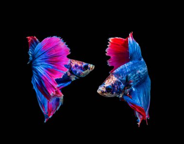 Beta ihtişamı, siyam savaşçısı siyah arka planda izole edilmiş balıklar.