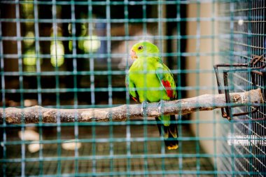 Hayvanat bahçesindeki sevimli papağanın yakın plan fotoğrafı.
