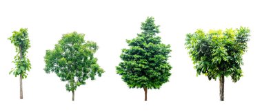 Beyaz arka planda izole ağaçlar. Kesildi ve yol açıldı. Mimarlık ve dekorasyon için doğal tasarım. Dünya 'yı kurtar bitkilerle, Dünya Çevre Günüyle hayat kurtar