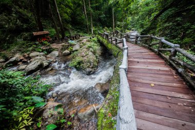 Kuzey Tayland 'daki ormanda gezici şelale.