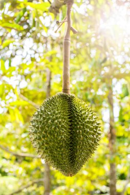Taze Durian çiftliğinde, Tay Kralı meyvesi