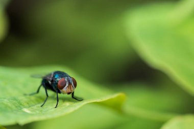 Ormandaki böcekler, doğal bulanık arkaplan ile hayvan makro fotoğrafı.
