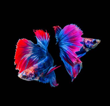 Beta ihtişamı, siyam savaşçısı siyah arka planda izole edilmiş balıklar.