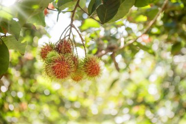 Rambutanlar, Negrito, Semang, tatlı Tayland meyveleri