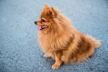 Pomeranian, sevimli köpek, hayvan ve evcil hayvan