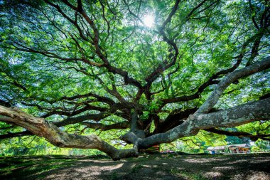 Kanchanaburi, Tayland için şube ile büyük Samanea saman ağaç