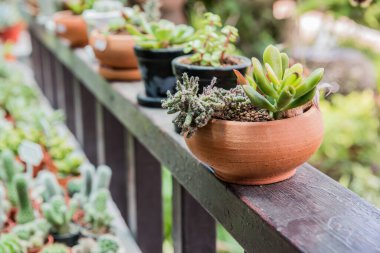 Güzel kaktüs bitkilerinin yakın plan çekimi.