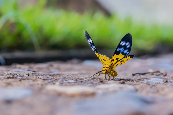 Motýl Lese Hmyz Zvíře — Stock fotografie