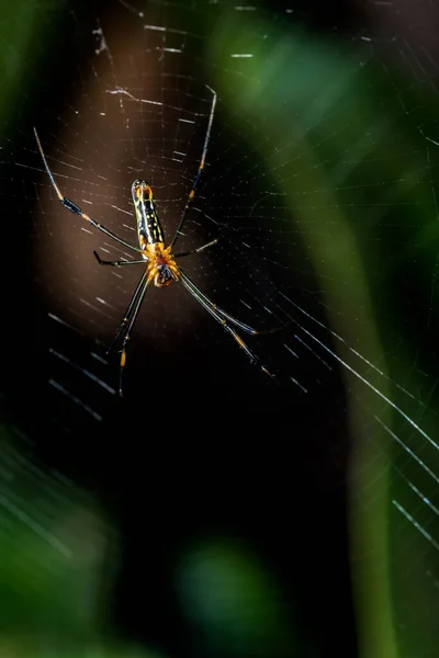 Павук Інтернеті Лісі Комахи Тварини — стокове фото