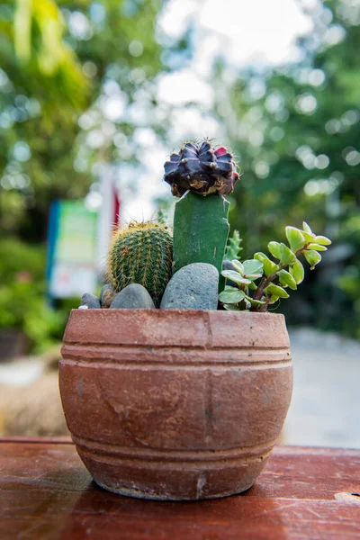 Cactus Hoja Palma Azúcar Decoración Jardín —  Fotos de Stock