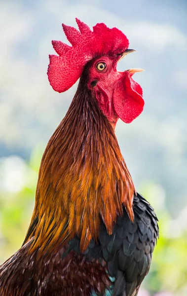 Poulet Ferme Pour Action Grâces — Photo