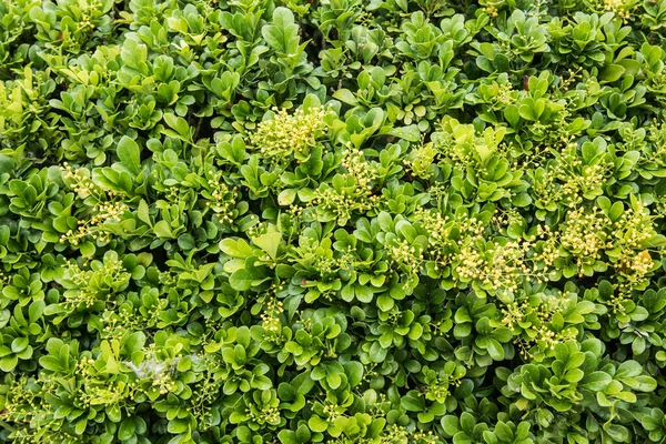 Groene Blad Achtergrond Natuur Textuur — Stockfoto