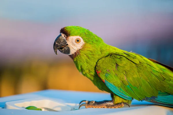 Primo Piano Colpo Carino Bello Pappagallo — Foto Stock