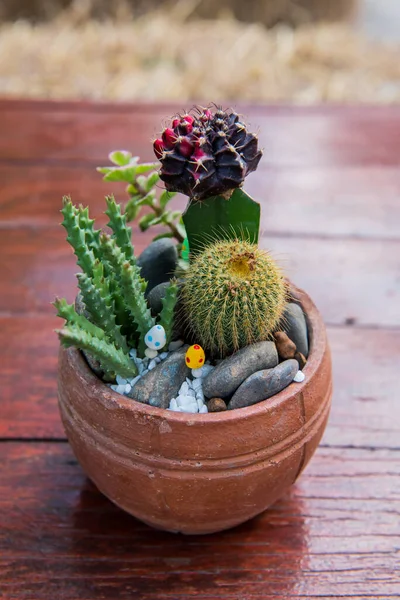 Kaktus Sockerpalmblad Dekoration Trädgården — Stockfoto