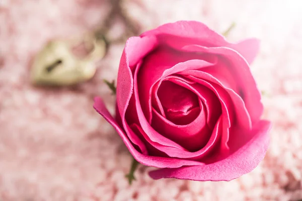 Flor Flor Rosa Para Fondo Del Día San Valentín —  Fotos de Stock