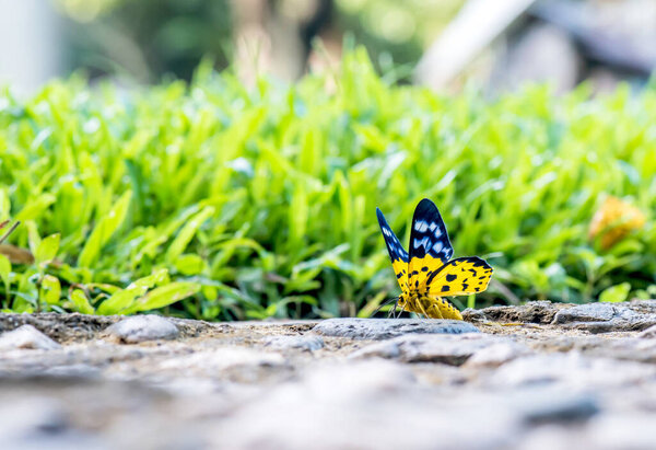 Butterfly in the forest, insect and animal