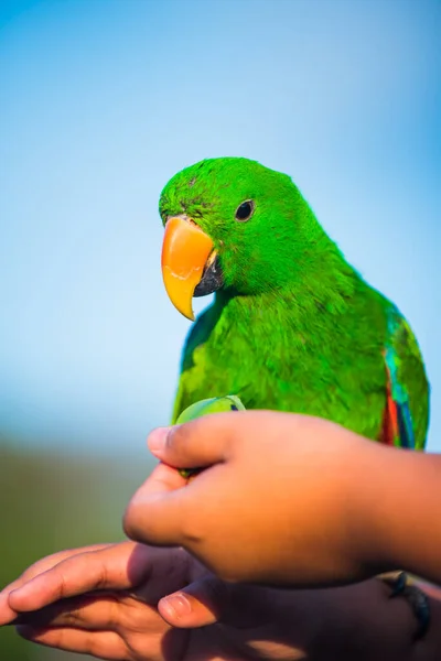 Primo Piano Colpo Carino Bello Pappagallo — Foto Stock