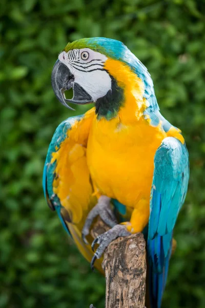 close-up shot of cute lovely parrot