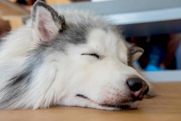 Husky Siberiano Cão Sonolento Adorável Animal Estimação — Fotografia de Stock