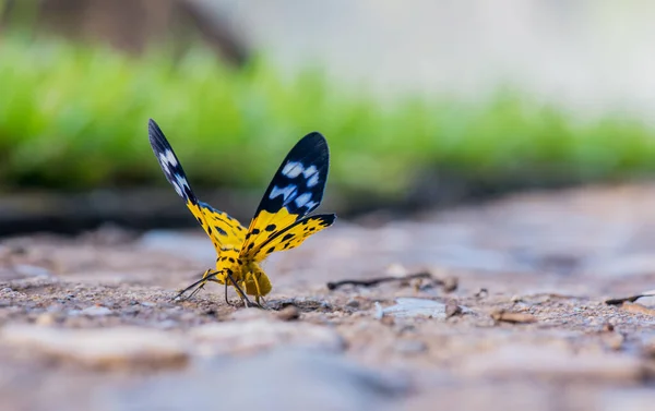 蝴蝶在森林里 昆虫和动物 — 图库照片