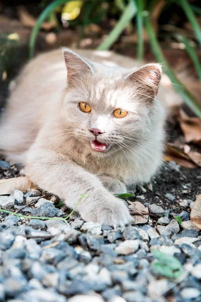 Cat Persian Lovely Animal Pet Garden — Stock Photo, Image