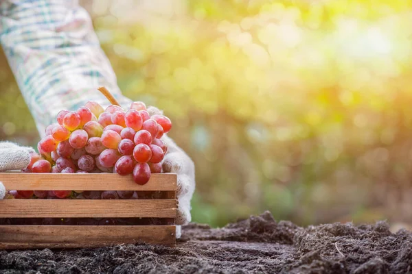 Tukang Kebun Memetik Anggur Ladang Musim Gugur Panen Cornucopia Musim — Stok Foto