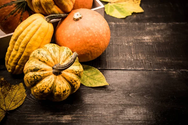 秋の収穫のコヌコピア 果物や野菜と秋の季節 テキストのコピースペース — ストック写真