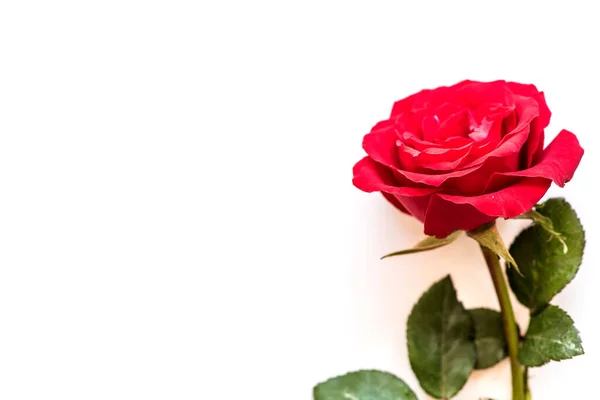 Blommande Ros Blomma För Alla Hjärtans Dag Bakgrund — Stockfoto