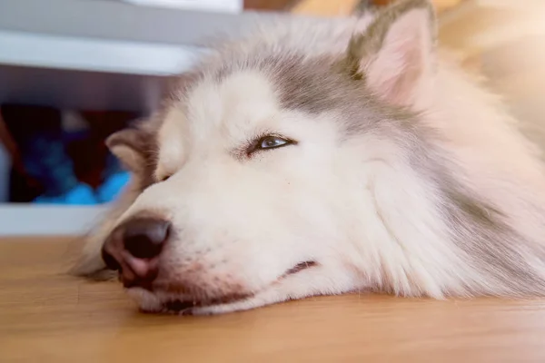 Siberische Husky Slaperige Hond Heerlijk Huisdier — Stockfoto