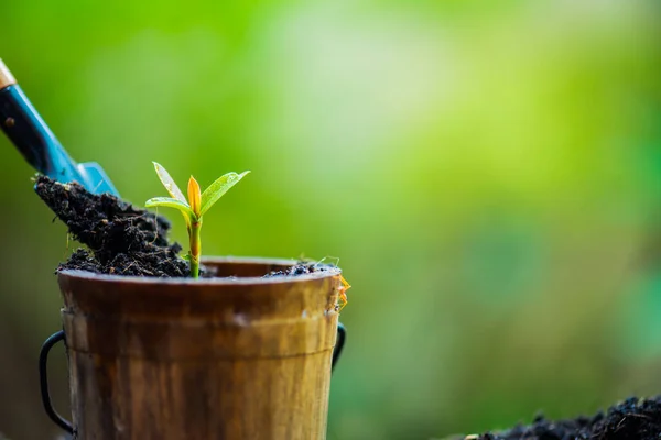 Bahçede büyüyen küçük bir bitki. Güne yeni bir başlangıç. Çevreyi ve yeni dönüşüm yaşam konseptini kaydet