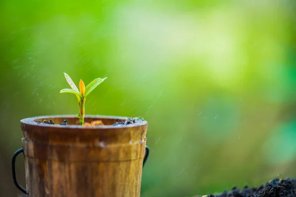 Kleine Plant Groeit Tuin Een Nieuwe Start Van Dag Bespaar — Stockfoto