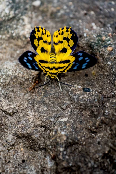 Mariposa Bosque Insectos Animales — Foto de Stock