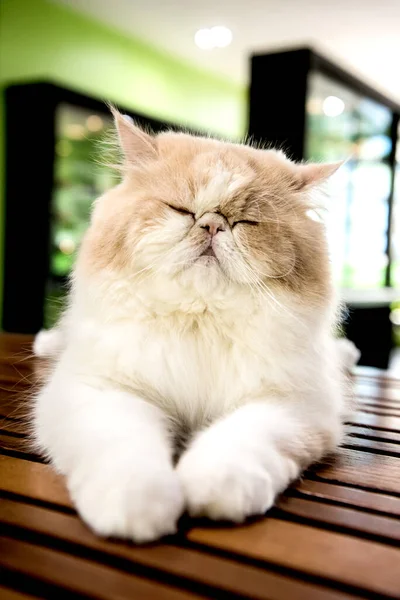 Persian Cat, lovely animal and pet
